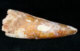 Thick Spinosaurus Tooth - Premax Tooth #12381-1